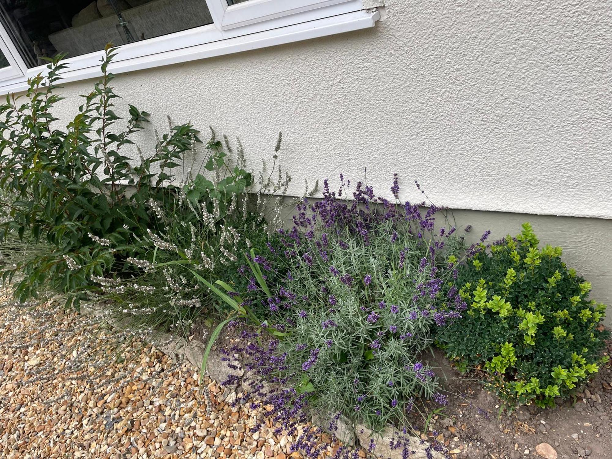 Woodland House B & B Wimborne Minster Exteriör bild